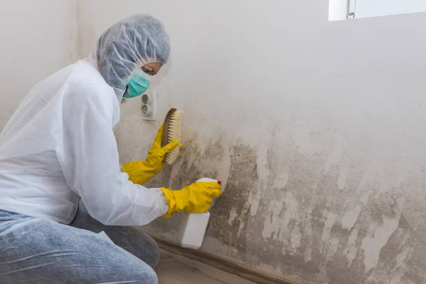 Best Mold Damage Repair  in Combee Settlement, FL