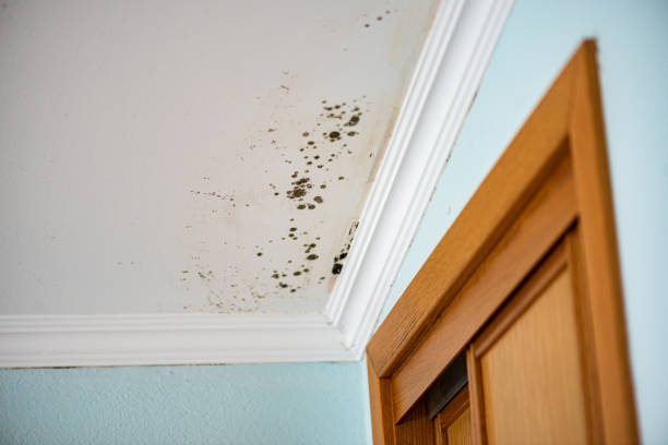 Best Black Mold Removal  in Combee Settlement, FL