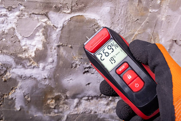 Mold Removal Process in Combee Settlement, FL