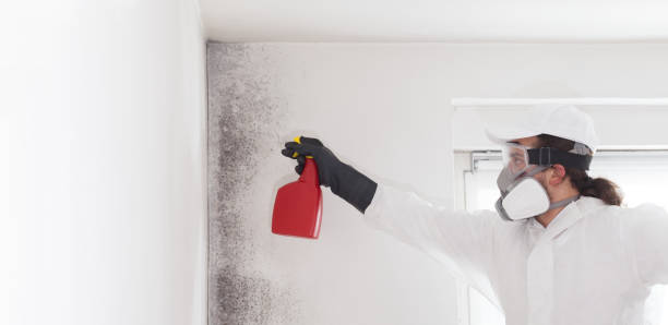 Best Mold Removal Process  in Combee Settlement, FL
