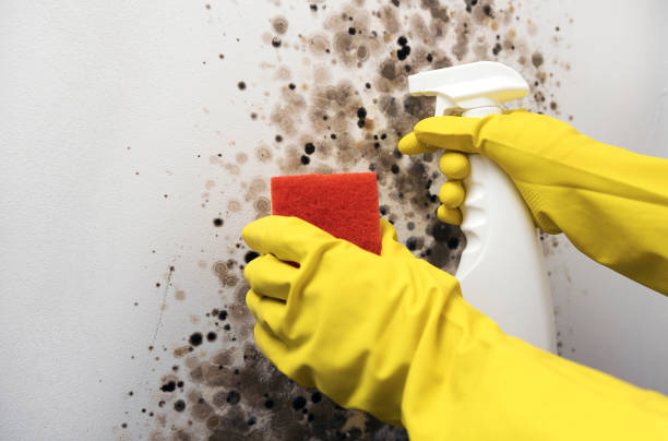 Best Emergency Mold Removal  in Combee Settlement, FL