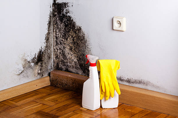 Best Commercial Mold Removal  in Combee Settlement, FL